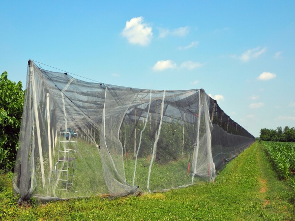 Rede anti-inseto agrícola de 50 malhas para estufa
