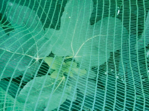 HDPE Green Agricultural Anti Hail Net for Orchard
