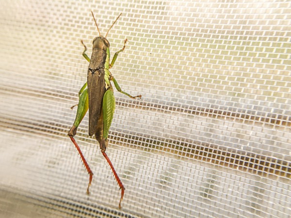 大型昆虫に対する6x6 '農業用蚊帳