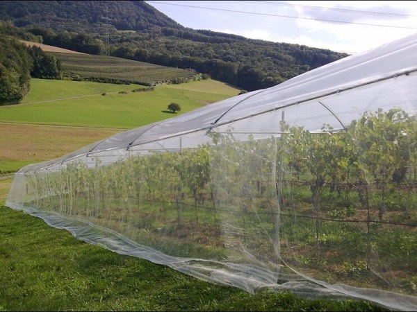 6x6' Agricultural Insect Net for against larger insects