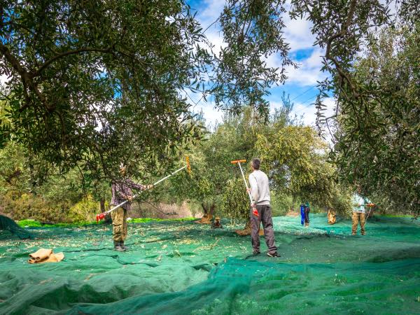 Xarxa de recollida d'olives HDPE verd fosc de 90 g/m²