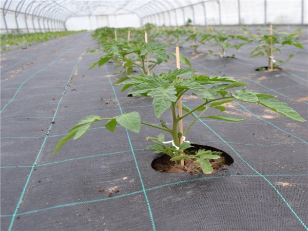 Swart PP-grondbedekking met vierkantige rooster vir plante