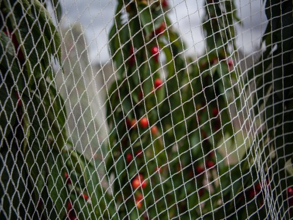Filet anti-oiseaux en HDPE rhombique blanc pour jardin