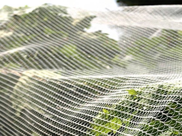 70GSM Crescent HDPE Hagelschutznetz für Obstgärten