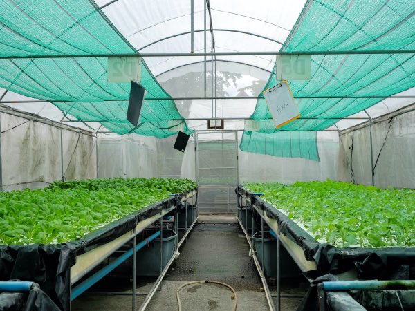 Red de protección solar agrícola verde al 60% para hortalizas